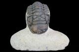 Crotalocephalina Trilobite - Foum Zguid, Morocco #69609-1